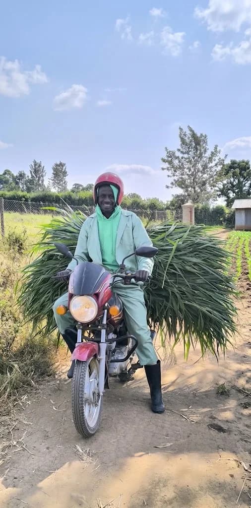 Farmer carrying freshly cut fodder on a motorcycle