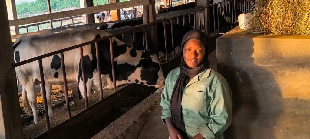 Farm worker standing beside dairy cows in the barn