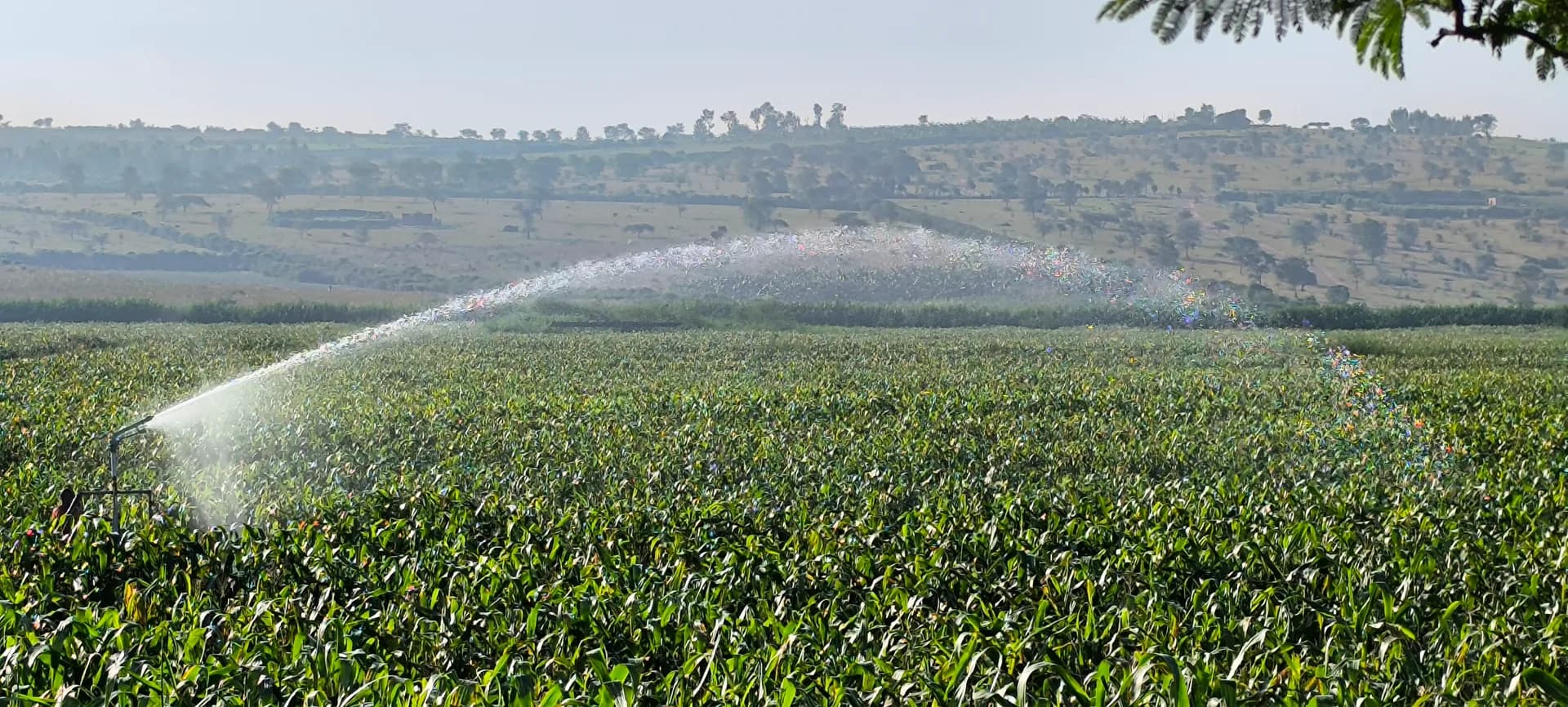 Irrigation sprinklers watering the maize fields