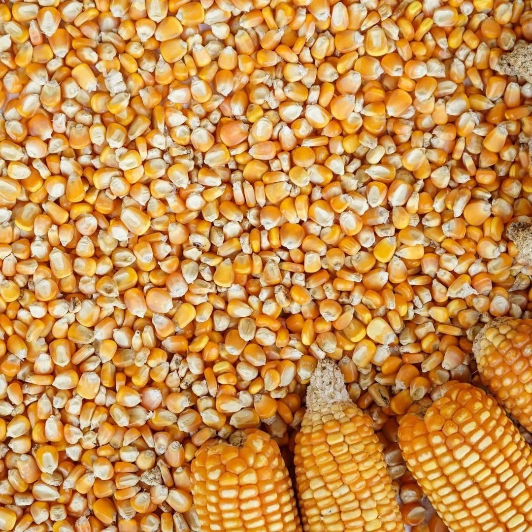 Maize