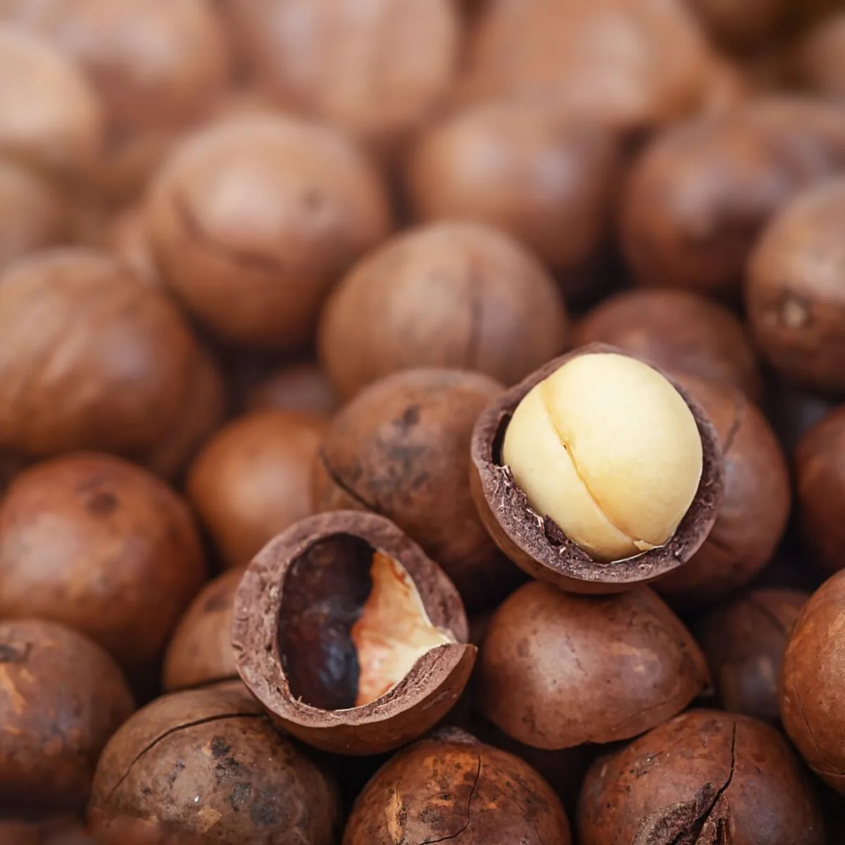 Macadamia