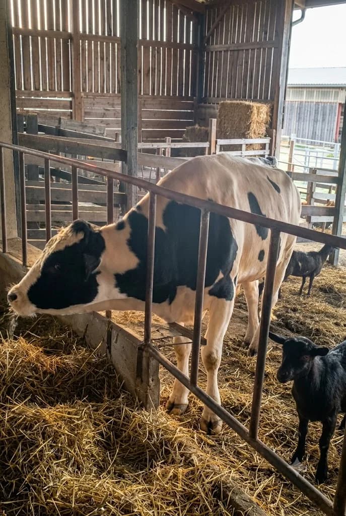 Breeding Stock