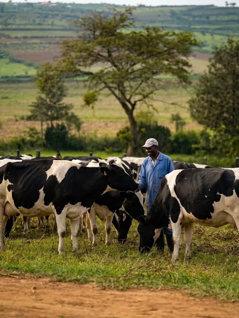 Farmer walking with dairy cattle on the Ingaju farm