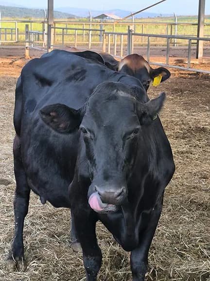 Cows grazing at Ingaju Farms