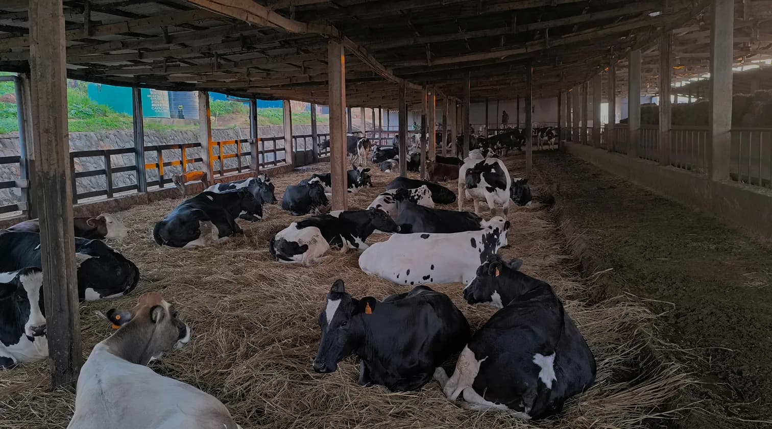 Farmer working with livestock at Ingaju Farms